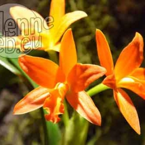 orchidee-5368