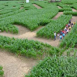 Labyrinthe de Barvaux-7589