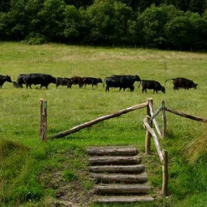 Dégustez de la viande de boeuf des réserves naturelles du Luxembourg.