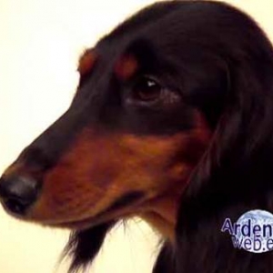 le plus beau chien du monde - video 04