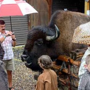 indian festival 2011 de la ferme des bisons de Recogne