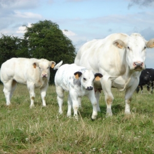 Le Blanc Bleu Belge en Wallonie