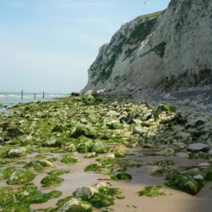 Cap Blanc Nez : Les falaises constituent un site important de nidification grace aux anfractuosites et petites cavernes de la paroi crayeuse Cap Blanc Nez : Les falaises constituent un site important de nidification grace aux anfractuosites et petites cavernes de la paroi crayeuse