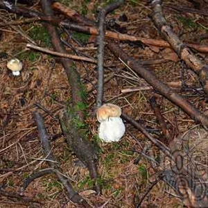 Cepe de Bordeaux Cepe de Bordeaux