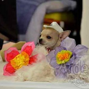 concours du plus beau chien du monde - photo 4805