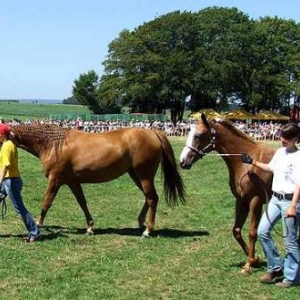Tavigny : Fete du Cheval 2007-photo3749 Tavigny : Fete du Cheval 2007-photo3749
