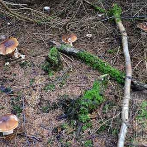 Cepe de Bordeaux Cepe de Bordeaux