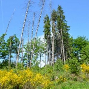 Genets, et fond de sapins 