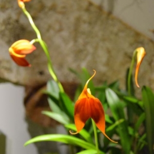orchidee-5427