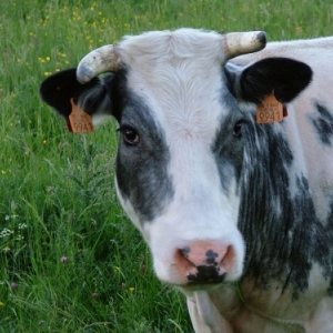 Le Blanc Bleu Belge en Wallonie