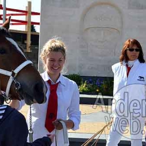 Cheval de trait ardennais - 522