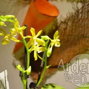 orchidee-5369