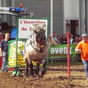 Foire de Libramont 2007-video 01