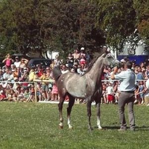 Fete du Cheval 2007-video 12