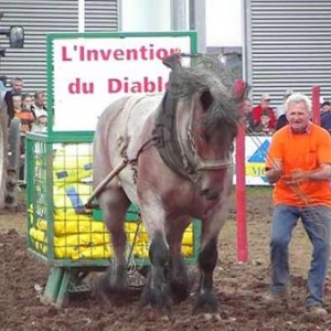 Foire de Libramont 2007-video 03