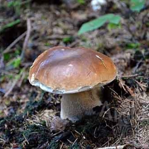 Cepe de Bordeaux Cepe de Bordeaux