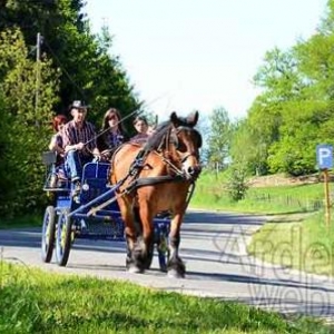 Willow Springs Western Festival - photo 2308 Willow Springs Western Festival - photo 2308