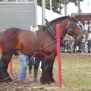 Foire de Libramont 2007-video 02