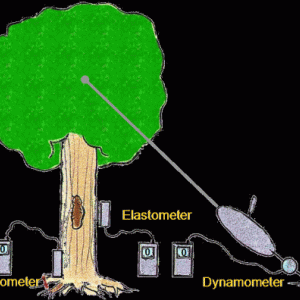 Baum-expert Baum-expert