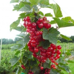 Des groseilles rouges bien appetissantes