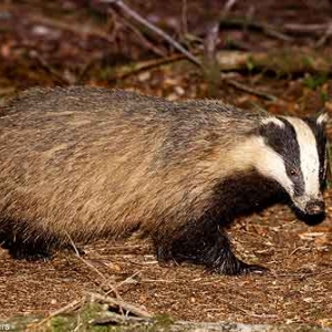 Notre Roi Albert II photographie les blaireaux Notre Roi Albert II photographie les blaireaux