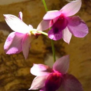 orchidee-5361