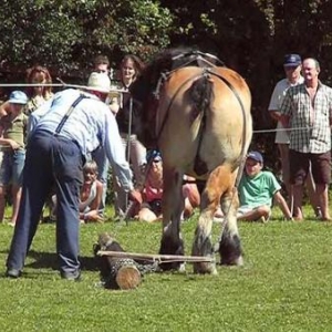 Fete du Cheval 2007-video 13