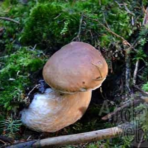 Cepe de Bordeaux Cepe de Bordeaux