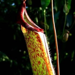 Fascination of Plants Day