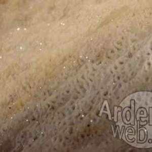 Les Nutons du Condroz Les Nutons du Condroz