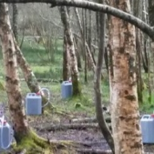  Fete du Bouleau 2019