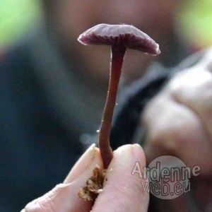 Promenade champignons-1085