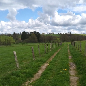 Balade - Découverte du sentier castor « Prés de la Lienne »