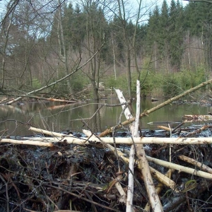 Excursions à Houffalize au Pays des Castors avec Olivier Rubbers Excursions à Houffalize au Pays des Castors avec Olivier Rubbers