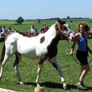 Tavigny : Fete du Cheval 2007-photo3760