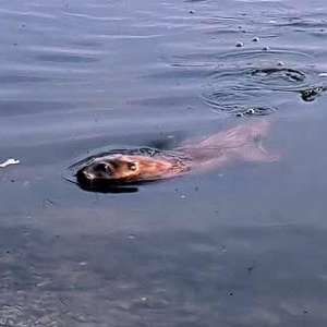 Excursions au Pays des Castors Excursions au Pays des Castors