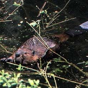 Excursions au Pays des Castors Excursions au Pays des Castors