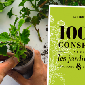 Luc Noël . 1000 conseils pour les jardiniers  Débutants et expérimentés   