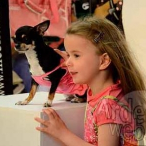 concours du plus beau chien du monde - photo 4351