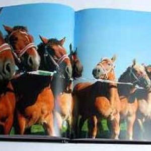 Le cheval ardennais Le cheval ardennais