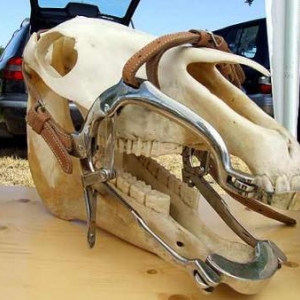 Tavigny : Fete du Cheval 2007-photo3781 Tavigny : Fete du Cheval 2007-photo3781