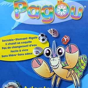 Le Bernard l'hermite terrestre Le Bernard l'hermite terrestre