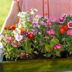 Réouverture des jardineries et pépinières : 