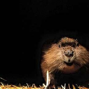 Excursions au Pays des Castors Excursions au Pays des Castors