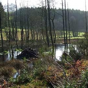 Excursions au Pays des Castors avec Olivier Rubbers Excursions au Pays des Castors avec Olivier Rubbers
