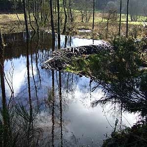 Excursions au Pays des Castors avec Olivier Rubbers Excursions au Pays des Castors avec Olivier Rubbers
