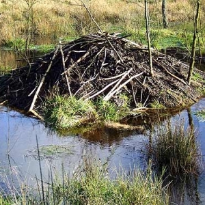 Excursions à Houffalize au Pays des Castors avec Olivier Rubbers Excursions à Houffalize au Pays des Castors avec Olivier Rubbers