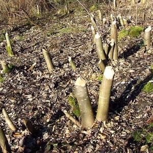 Excursions à Houffalize au Pays des Castors avec Olivier Rubbers Excursions à Houffalize au Pays des Castors avec Olivier Rubbers