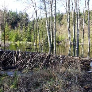 Excursions à Houffalize au Pays des Castors avec Olivier Rubbers Excursions à Houffalize au Pays des Castors avec Olivier Rubbers