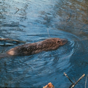 Excursions à Houffalize au Pays des Castors avec Olivier Rubbers Excursions à Houffalize au Pays des Castors avec Olivier Rubbers
